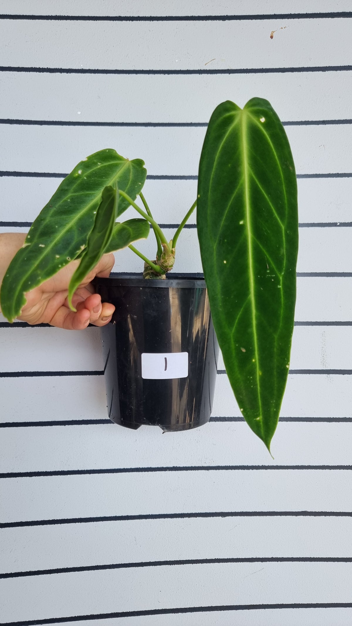 Anthurium warocqueanum（暗克隆） - 红掌皇后