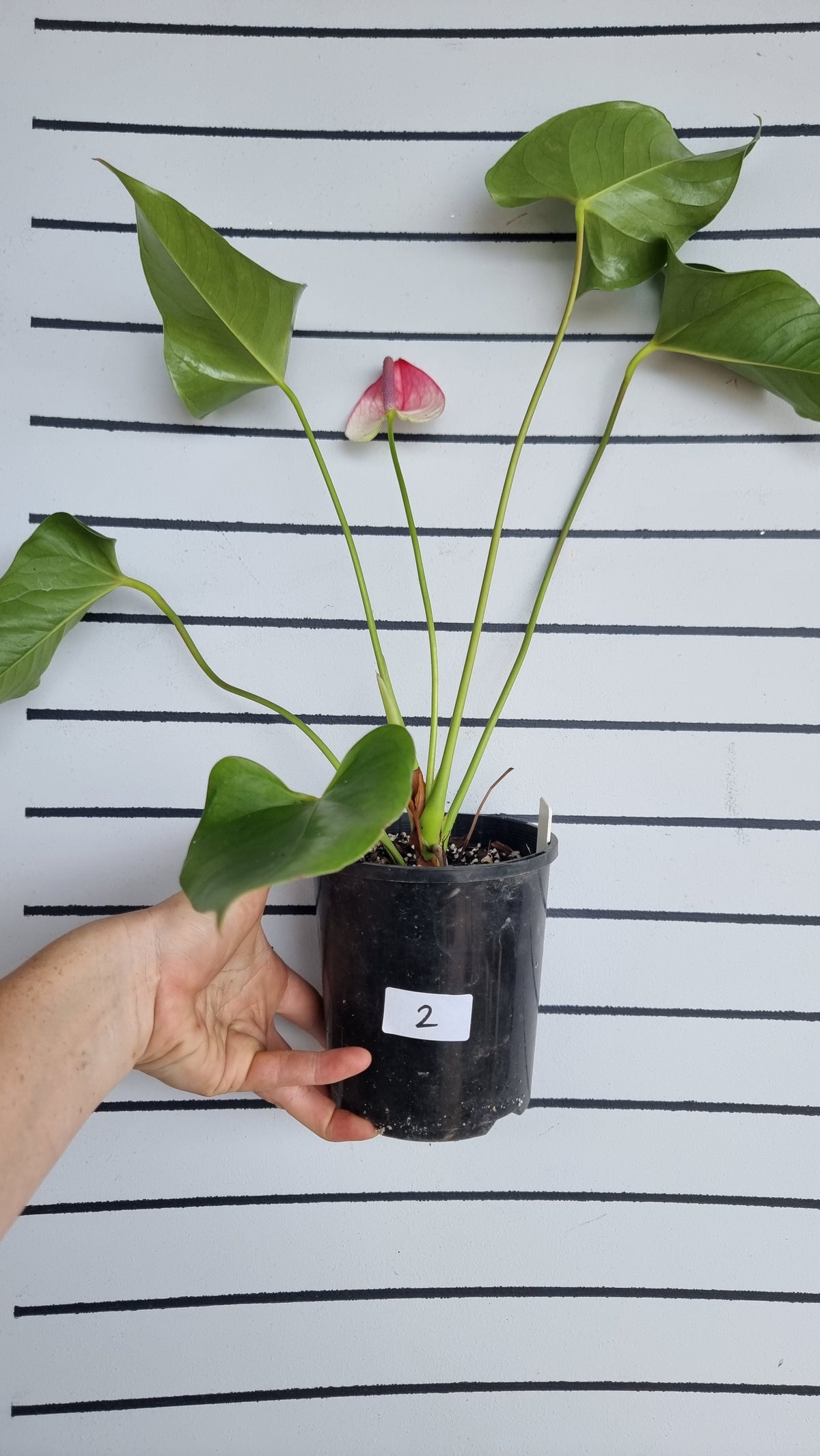 Anthurium andreanum 'Beauty Queen' - Flamingo Flower