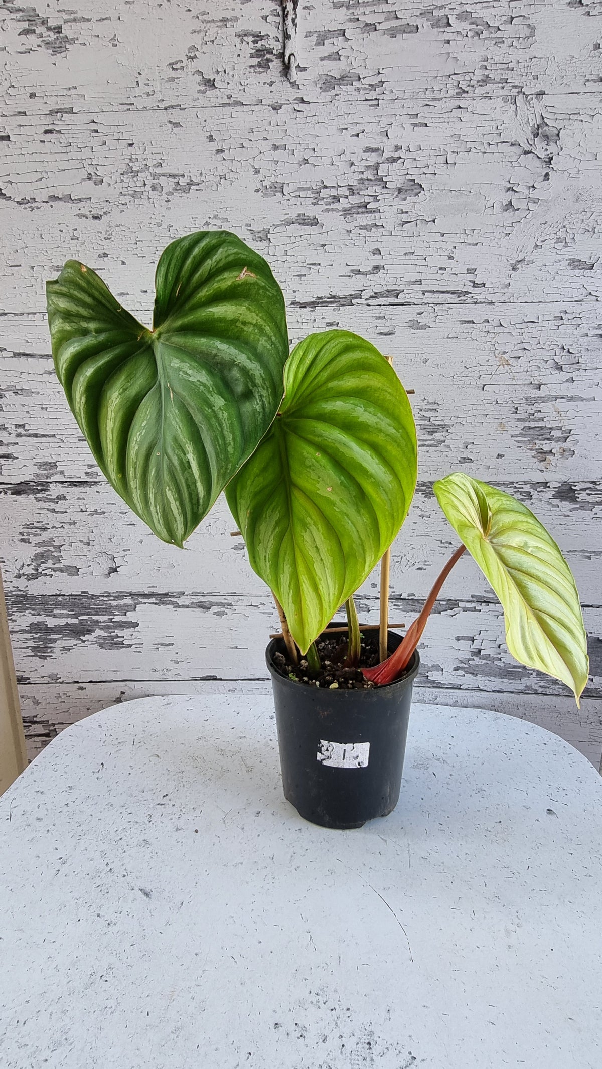 Philodendron plowmanii (Round Form)