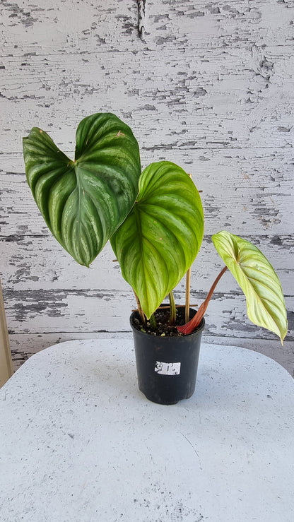 Philodendron plowmanii (Round Form)