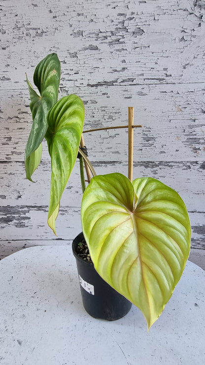 Philodendron plowmanii (Round Form)