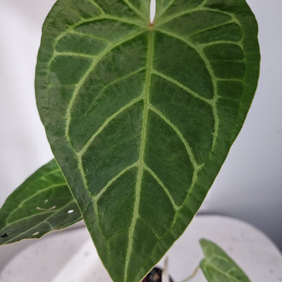 Anthurium [crystallinum x forgetii] x [magnificum] - Velvet Leaf Aroid Root'd Plants 