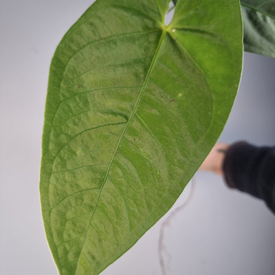 Anthurium NOID - large round velvet leaves Root'd Plants 