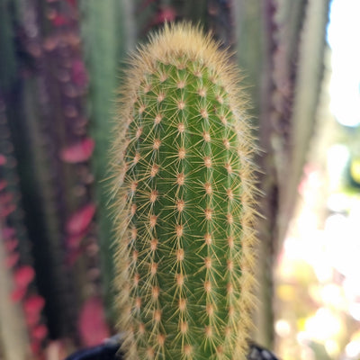 Webernauerocereus johnsonii - Cactus Indoor & Outdoor Plants Root'd Plants 