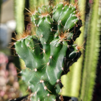 Cereus peruvianus monstrose - Cactus Root'd Plants 