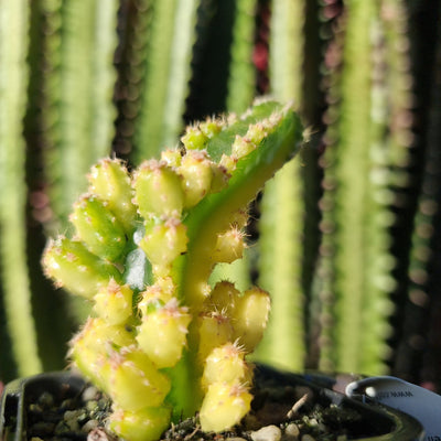 Cereus tetragonus cv. 'Fairy Castle' variegata - Variegated Cactus Root'd Plants 