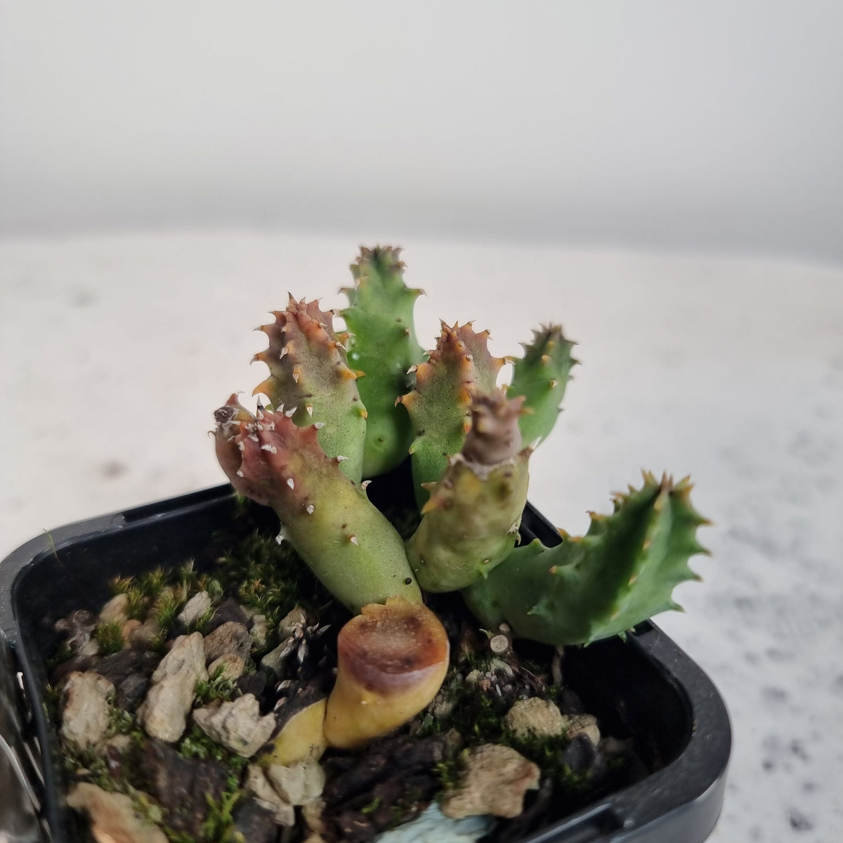 Huernia plowesii - Starfish Flower