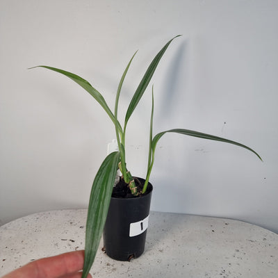 Epipremnum amplissimum 'Silver Stripe' Root'd Plants 