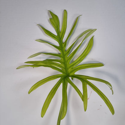 Philodendron elegens Root'd Plants 