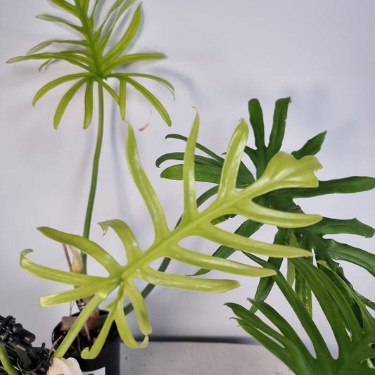 Philodendron elegens Root'd Plants 