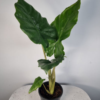 Alocasia portadora Root'd Plants 