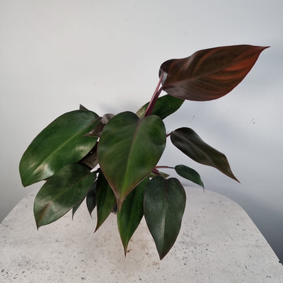 Philodendron 'Ruby' Root'd Plants 