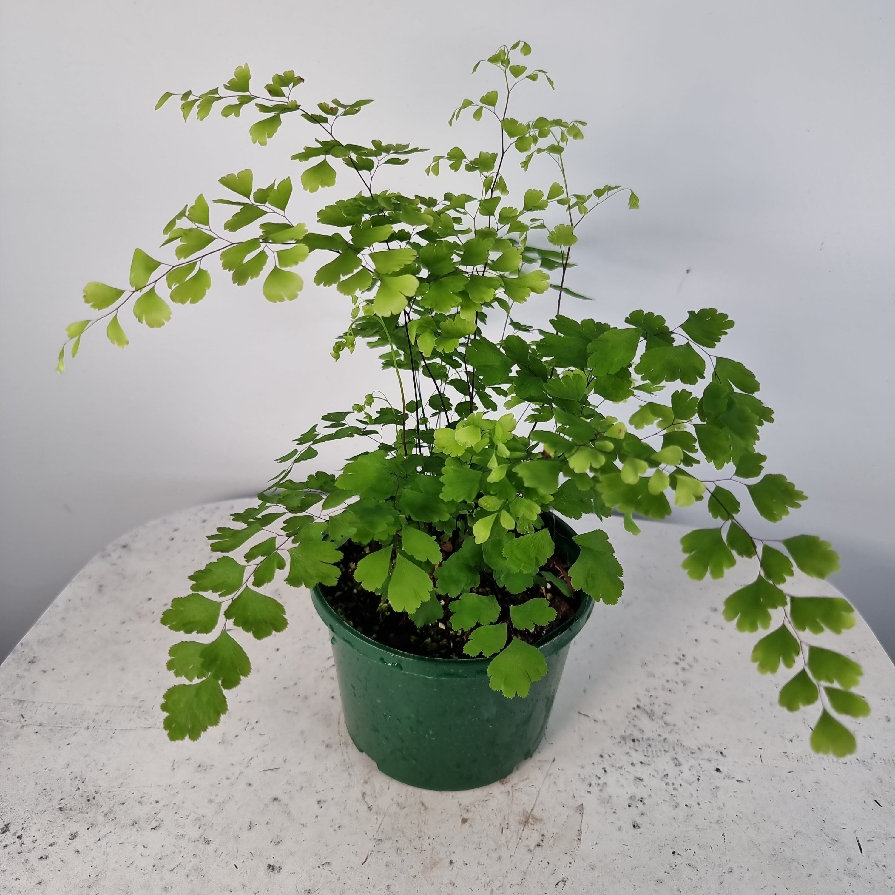 Adiantum raddianum - Delta Maidenhair Fern Landscaping & Garden Plants Root'd Plants 