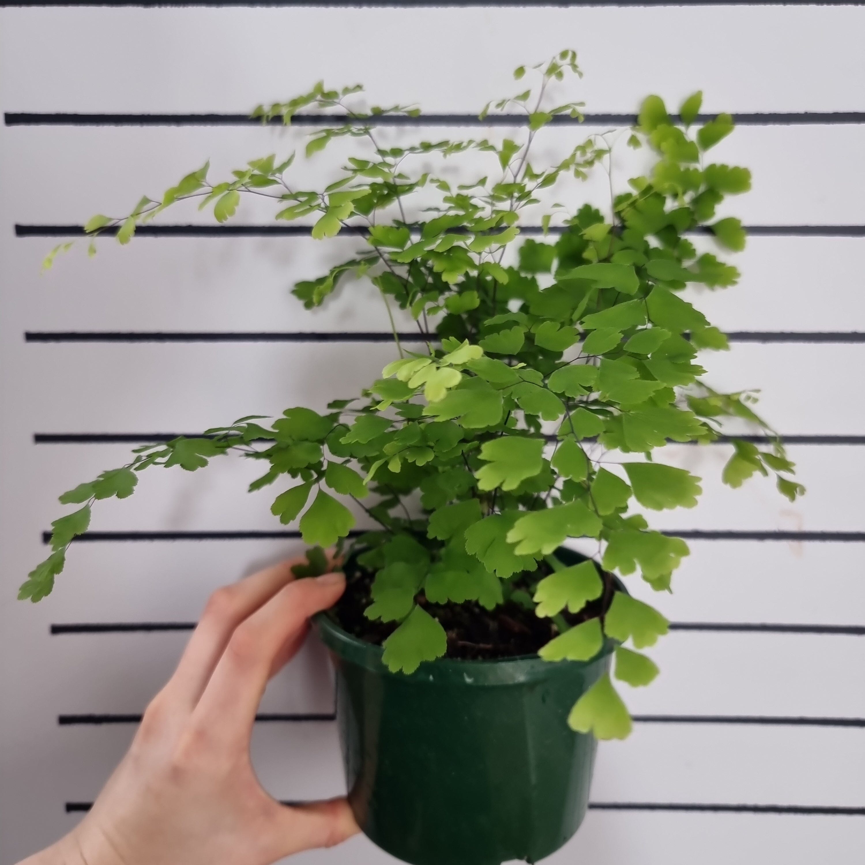 Adiantum raddianum - Delta Maidenhair Fern Landscaping & Garden Plants Root'd Plants 