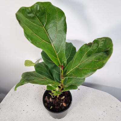 Ficus lyrata - Fiddle Leaf Fig Root'd Plants 