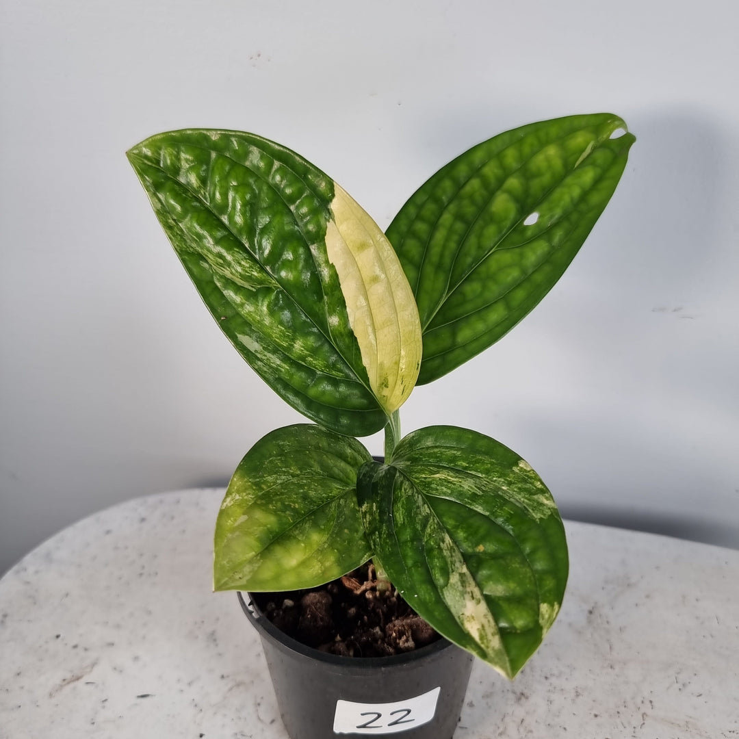 Monstera Peru (Karstenianum) Variegated popular cutting with no root.