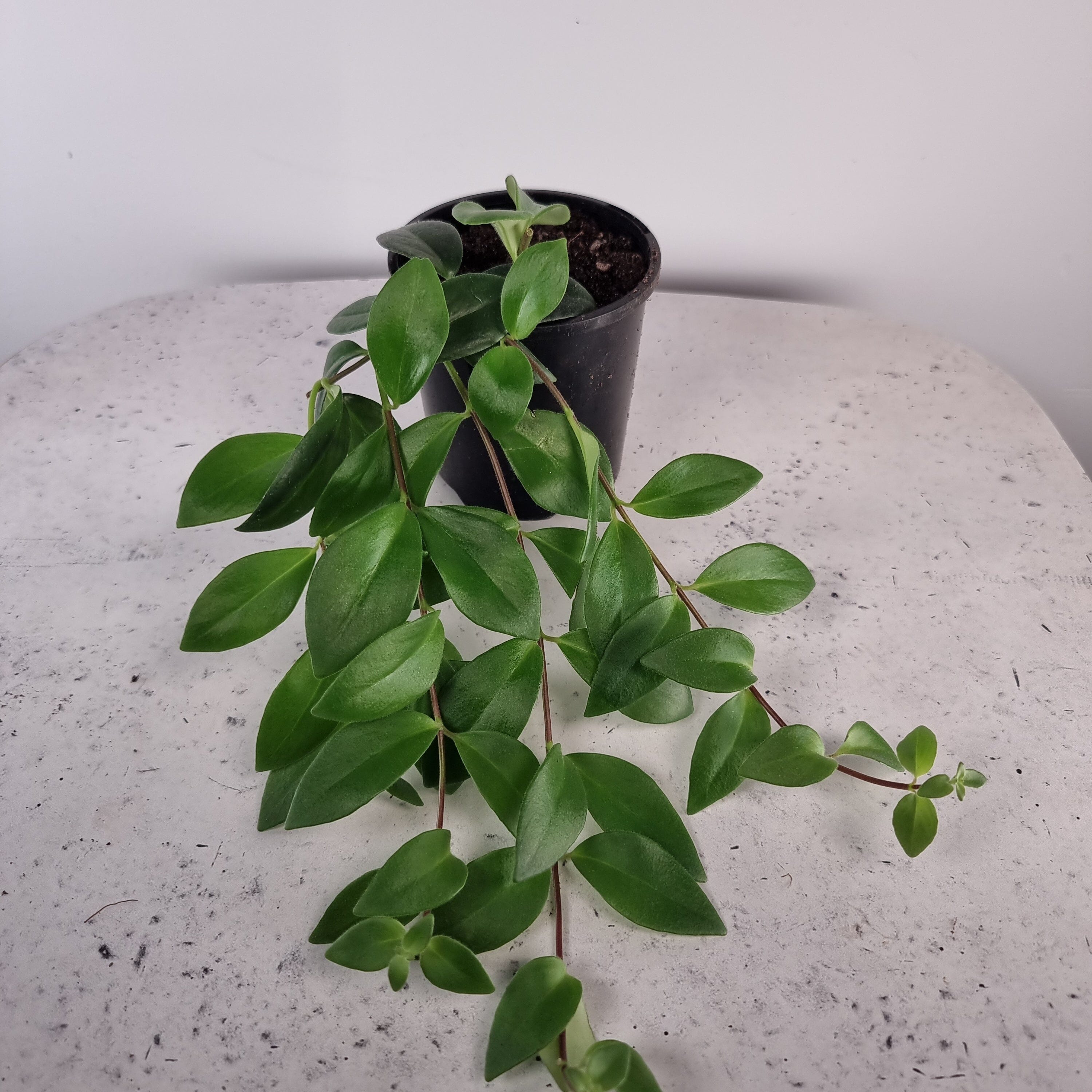 Aeschynanthus radicans - Lipstick Plant Root'd Plants 100mm 