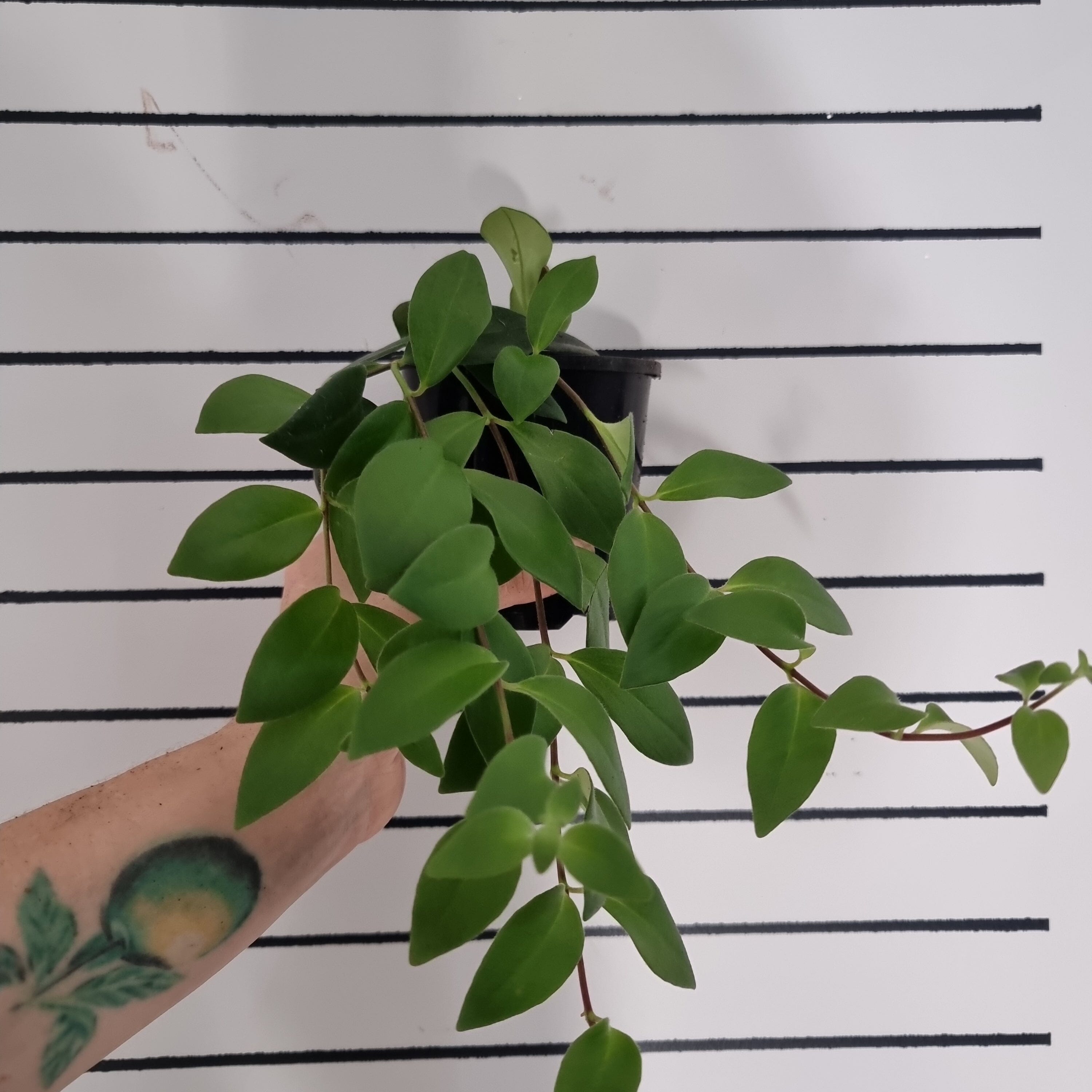 Aeschynanthus radicans - Lipstick Plant Root'd Plants 