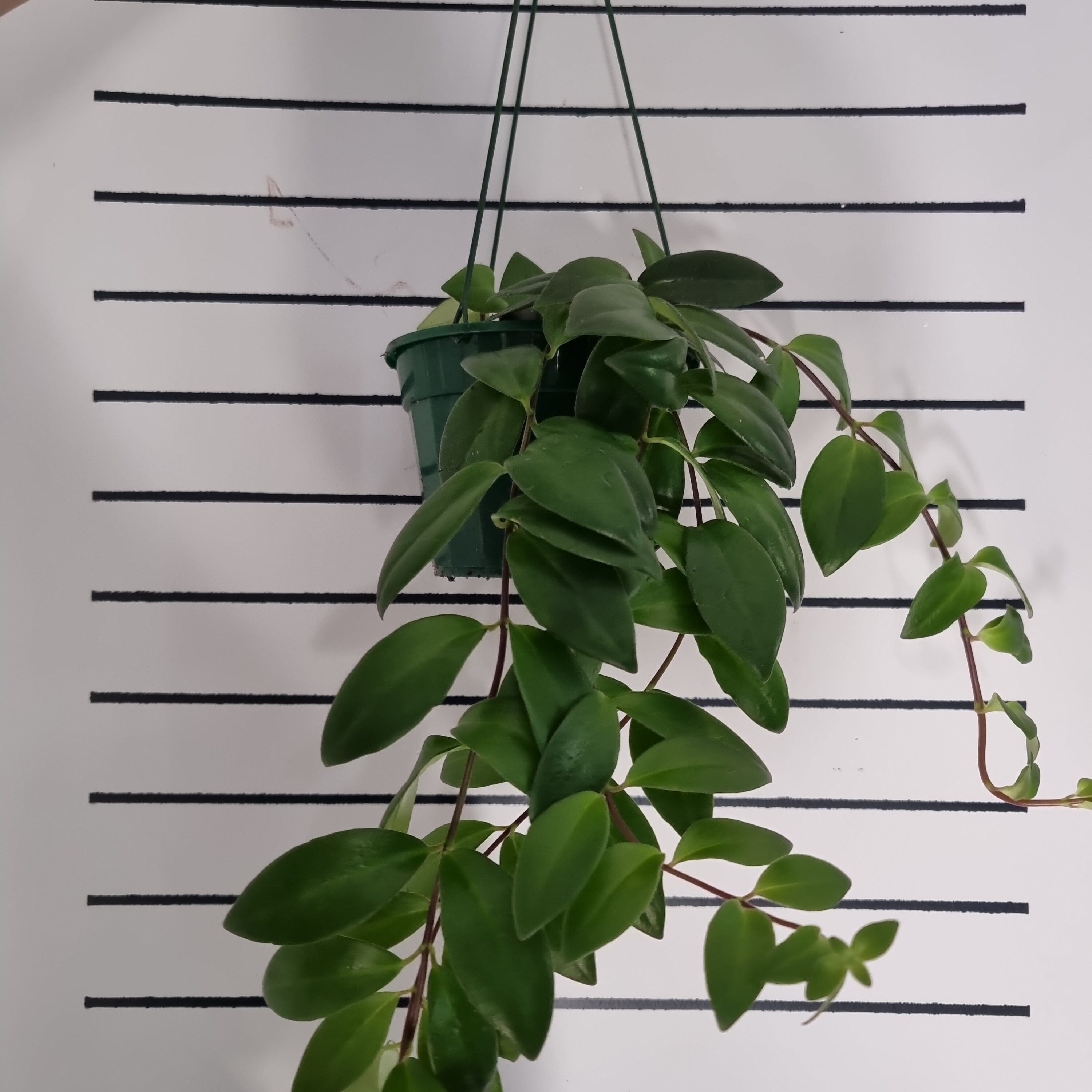 Aeschynanthus radicans - Lipstick Plant Root'd Plants 