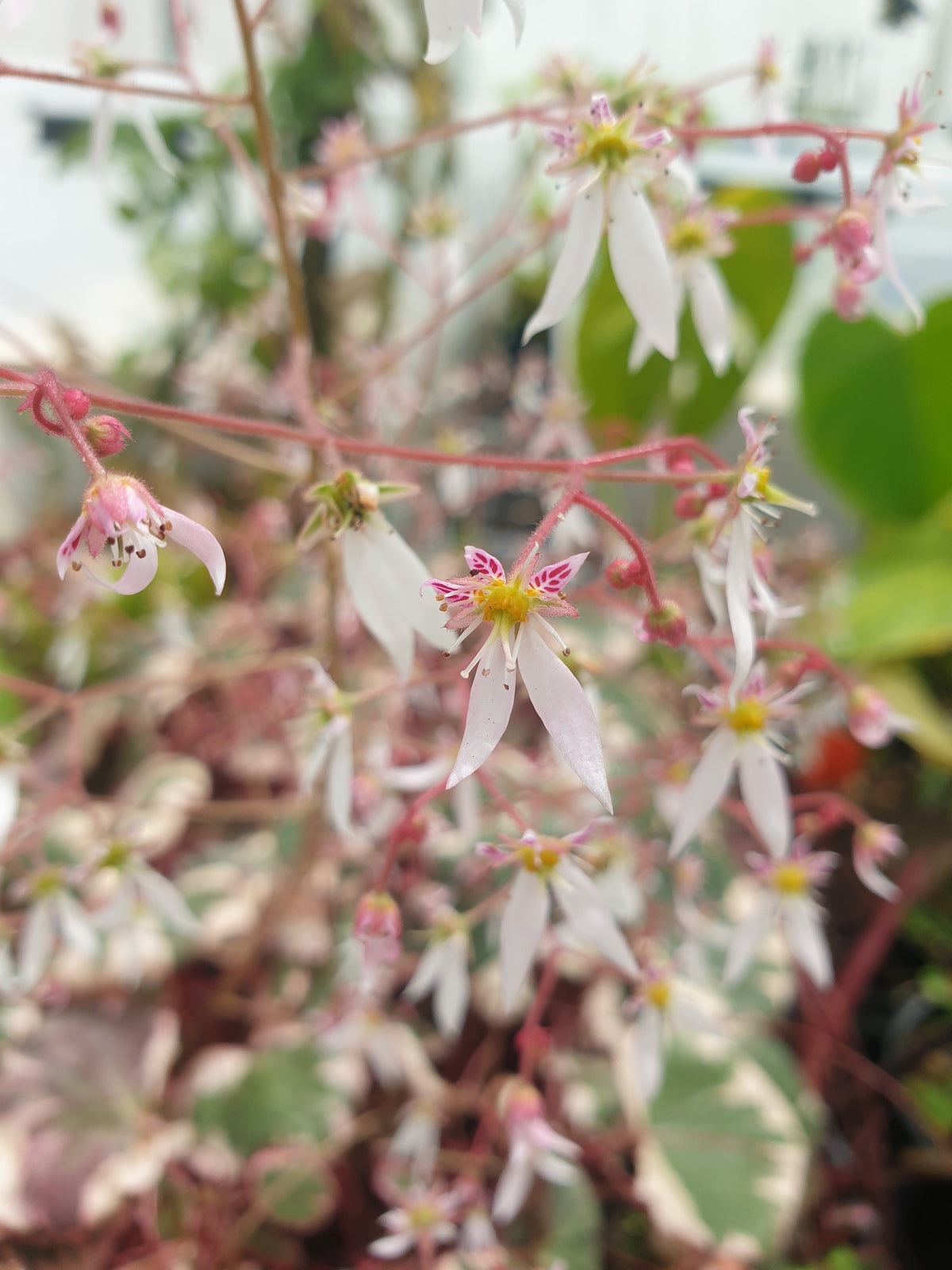Saxifraga stolonifera variegata 'Tricolor' - 雜色草莓海棠