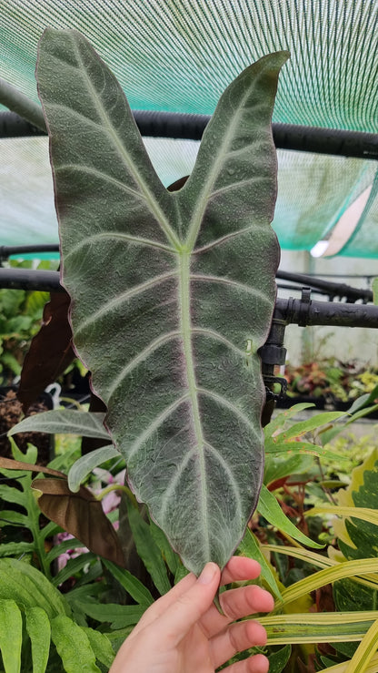 Alocasia longiloba 'Denudata' purple - Non TC