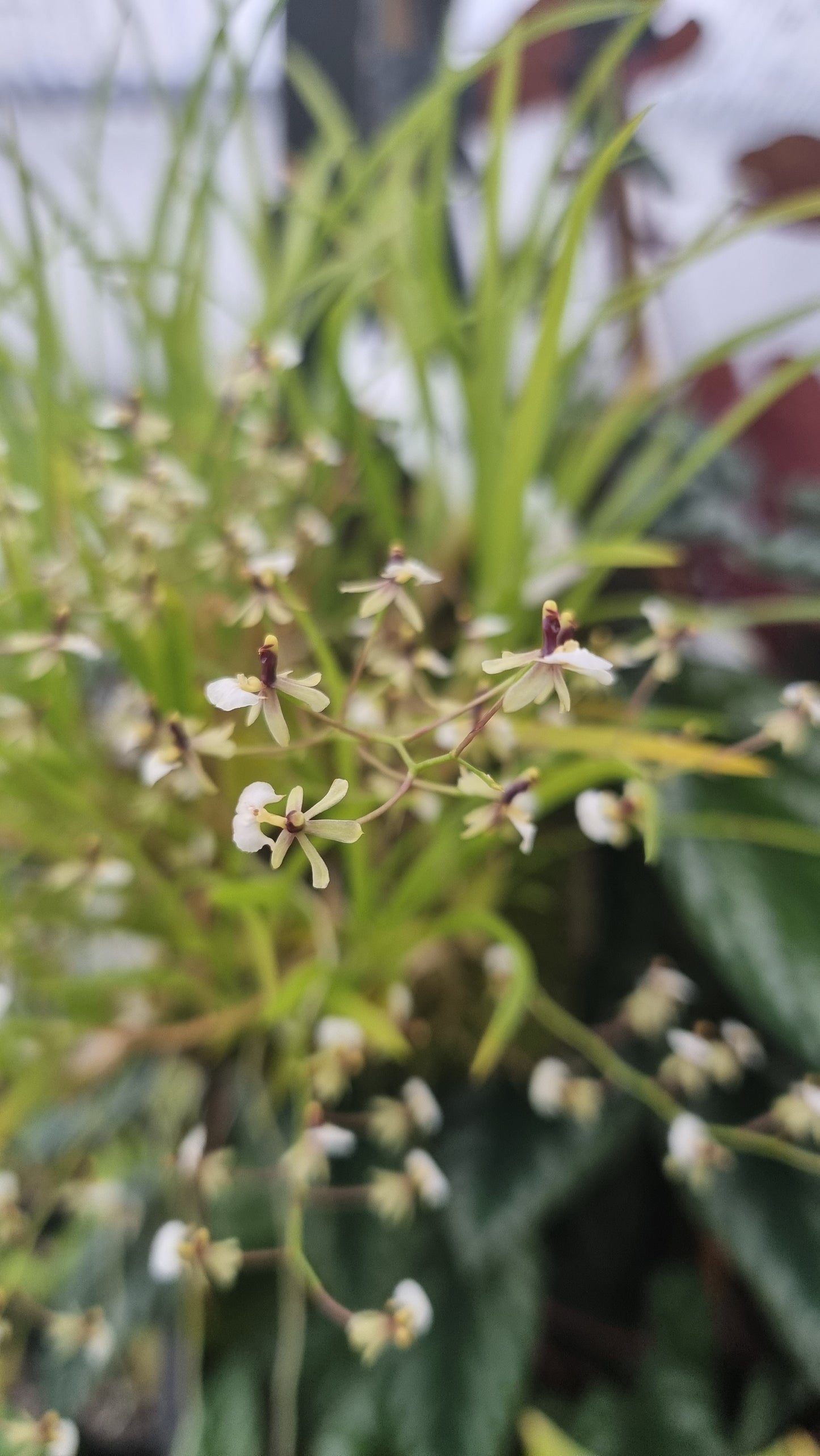 Gomesa (prev. Ornithophora) radicans - Miniature Orchid
