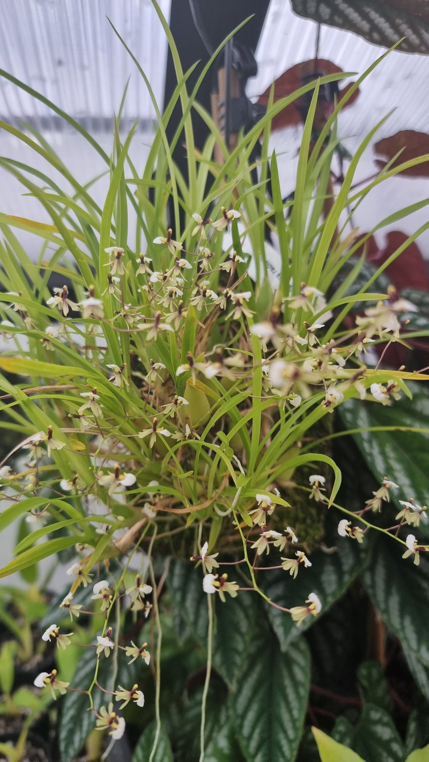 Gomesa (prev. Ornithophora) radicans - Miniature Orchid