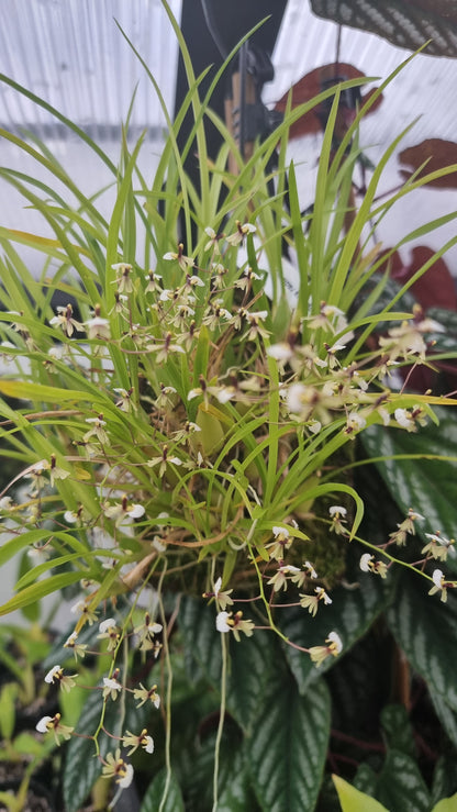 Gomesa (prev. Ornithophora) radicans - Miniature Orchid