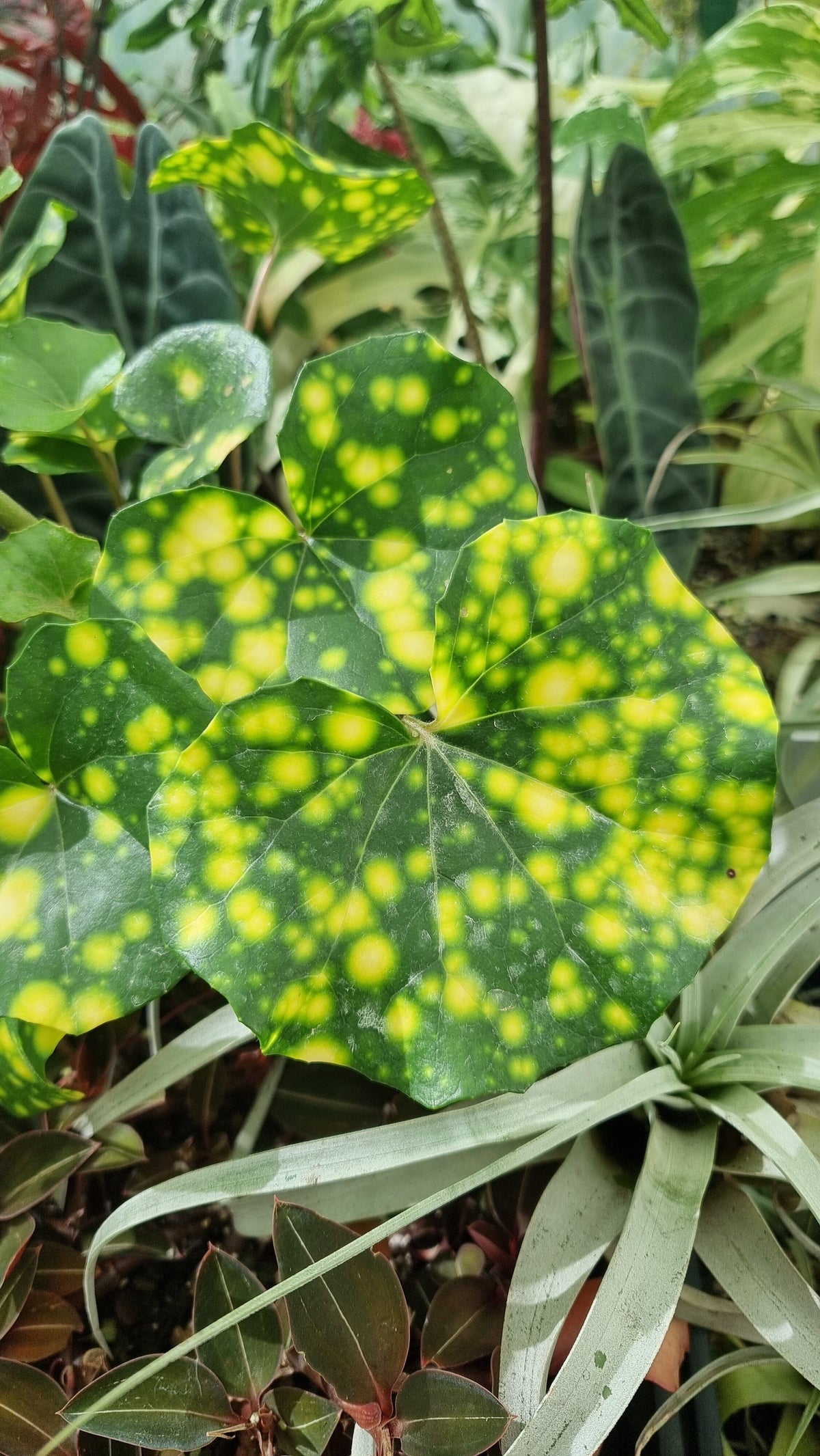Farfugium (prev. Ligularia) japonicum 'Aureomaculatum' - Spotted Leopard Plant Root'd Plants 