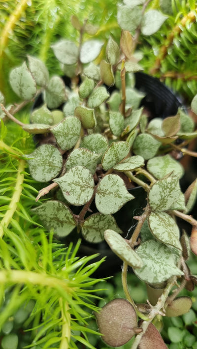 Hoya curtisii (Thailand) - Splash variegated Hoya Root'd Plants 
