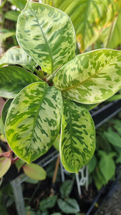 Adelonema wallisii 'Camouflage' - Homalomena Root'd Plants 