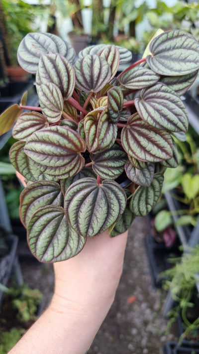 Peperomia albovittata 'Piccolo Banda' Root'd Plants 