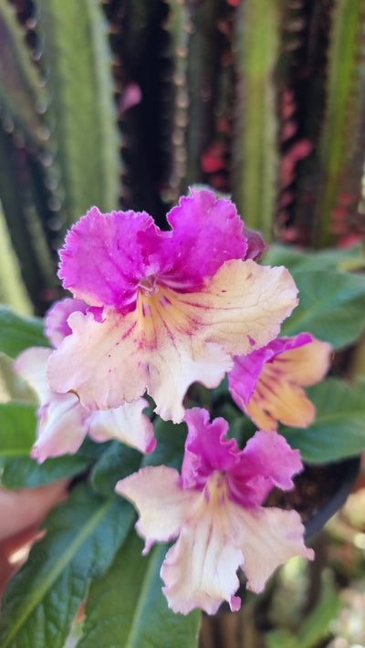 Streptocarpus hybrid 'Harlequin Dawn' (Yellow Pink Cap) - Ladyslippers Potted Houseplants Root'd Plants 