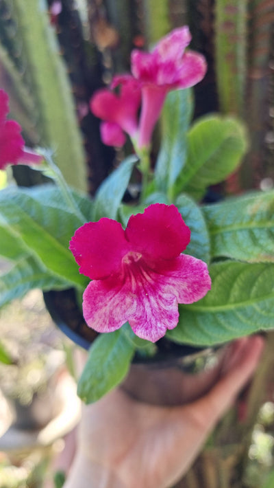 Streptocarpus hybrid 'Red Bicolour' - Ladyslippers Potted Houseplants Root'd Plants 
