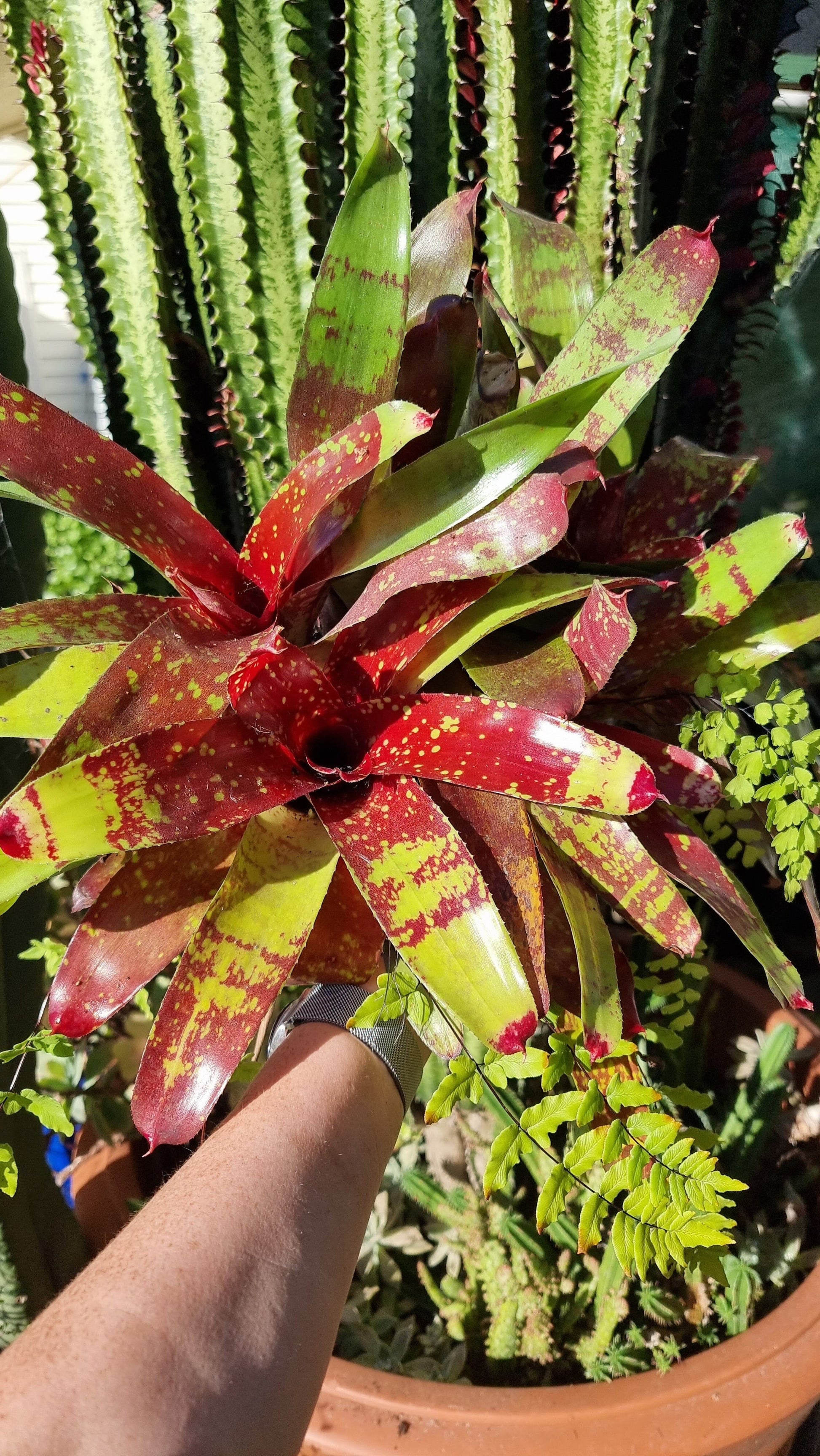 Neoregelia hybrid 'Gazpacho' - Bromeliad Root'd Plants 