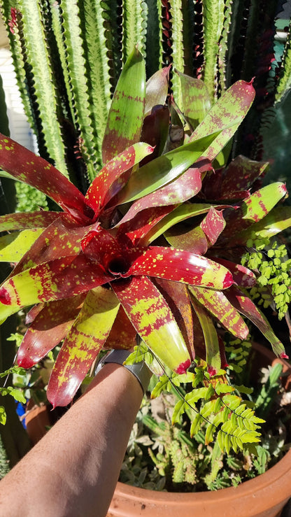 Neoregelia hybrid 'Gazpacho' - Bromeliad Root'd Plants 