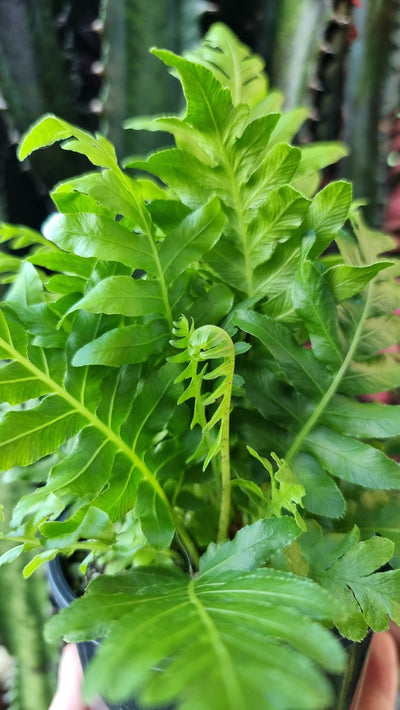 Oceaniopteris gibba (syn. Blechnum gibbum) - Silver Lady Fern Root'd Plants 