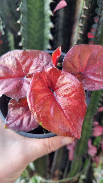 Caladium bicolor x 'Red Devil' Root'd Plants 