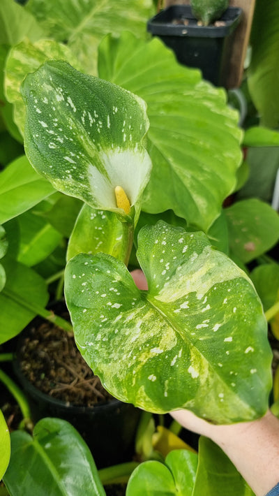 Zantedeschia aethiopica cv. 'Spotted Goddess' - Spotted Arum Lily Root'd Plants 