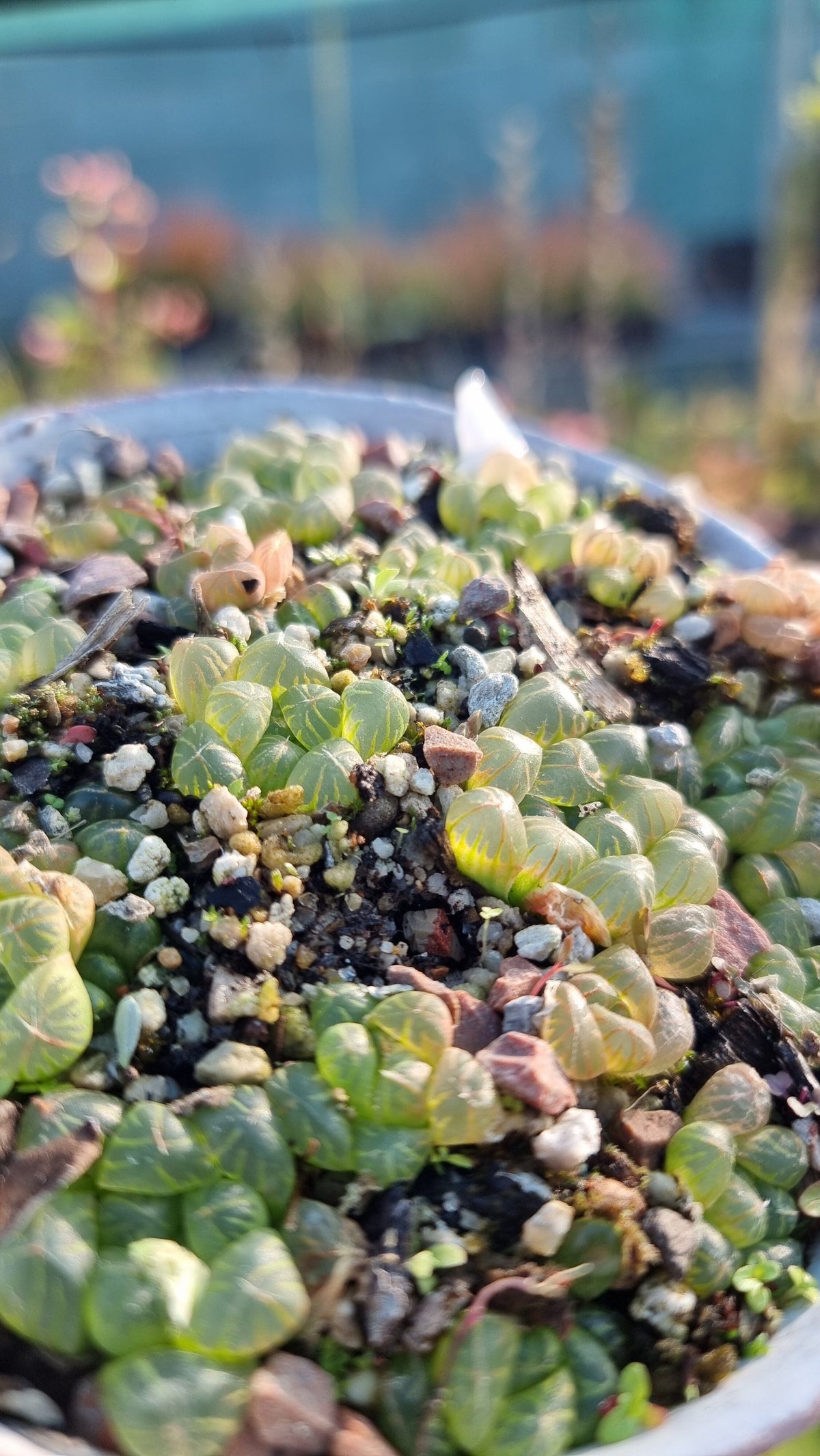 Haworthia cooperi Root'd Plants 
