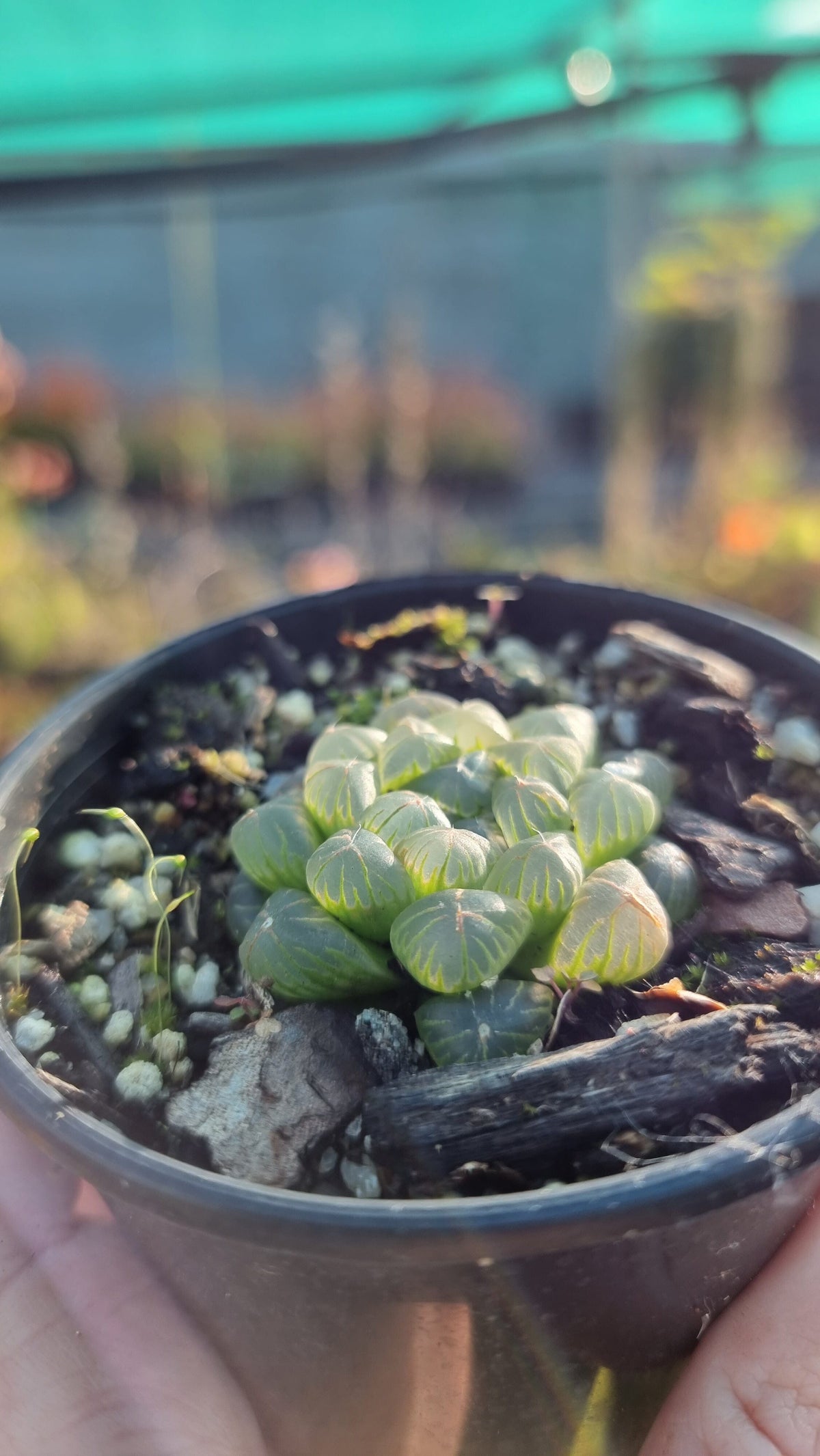 Haworthia cooperi Root'd Plants 