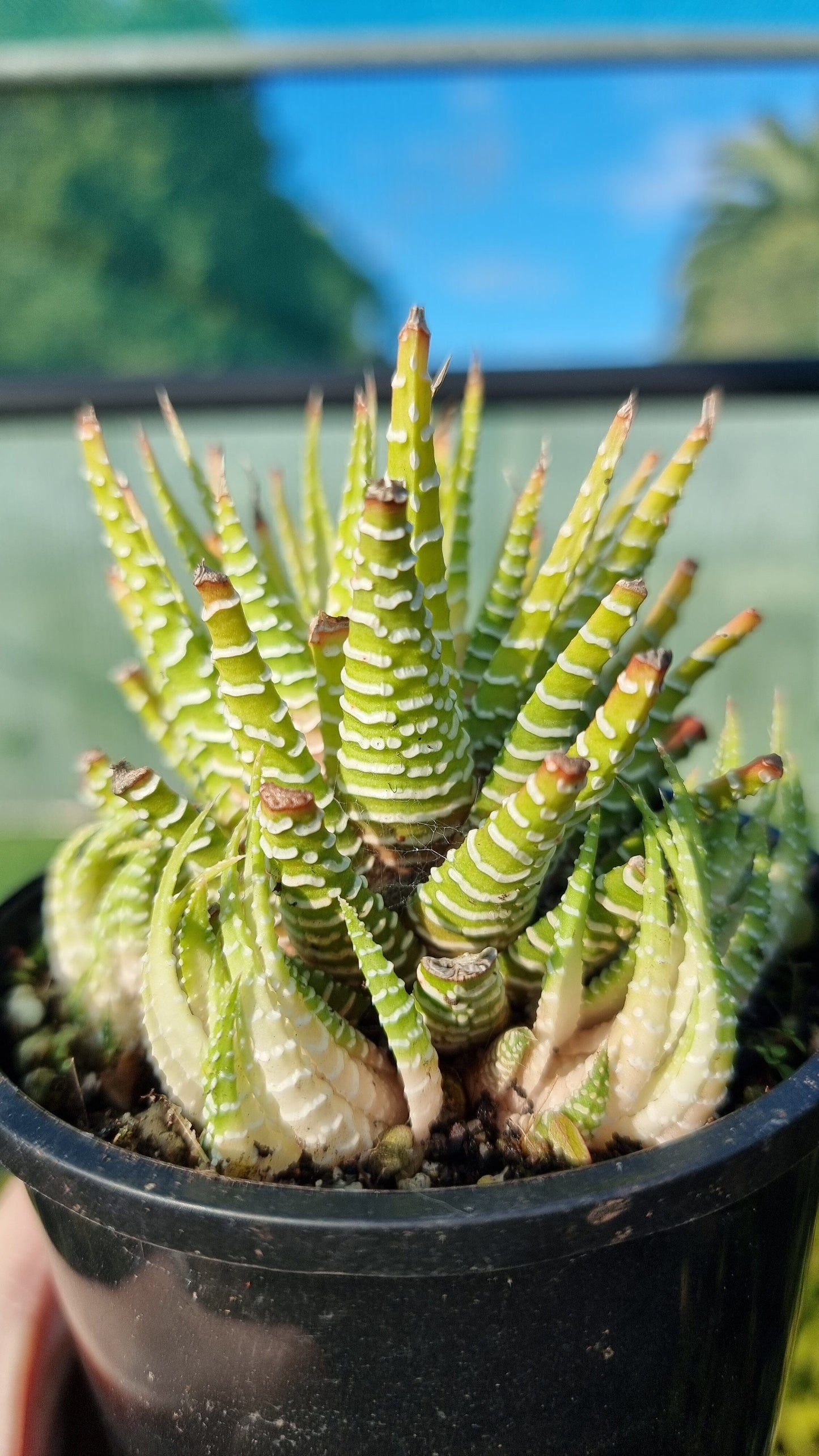 Haworthia fasciata variegata - Variegated Zebra Plant Potted Houseplants Root'd Plants 