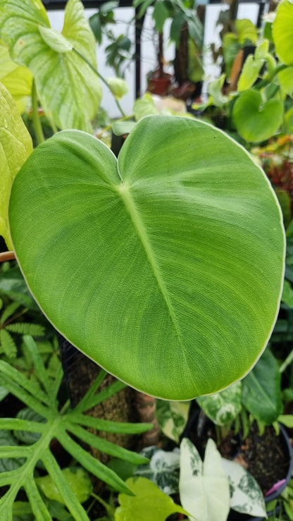 Philodendron rugosum - Pig Skin Plant Root'd Plants 