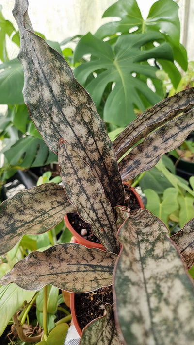 Dracaena pethera (prev Sansevieria kirkii) - Star Sansevieria Root'd Plants 