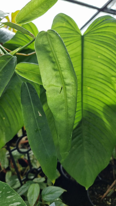 Anthurium pallidiflorum - Velvet Strap Leaf Root'd Plants 