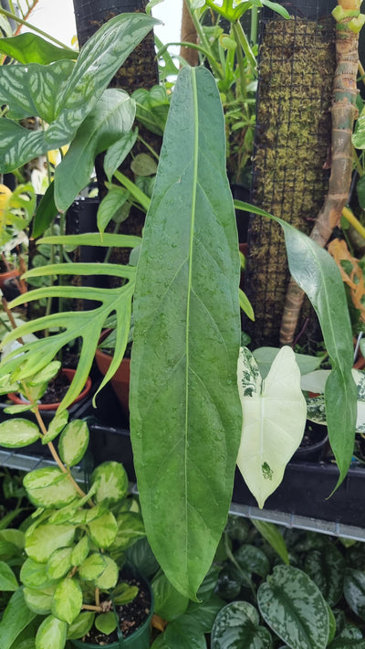 Anthurium pendulifolium Root'd Plants 