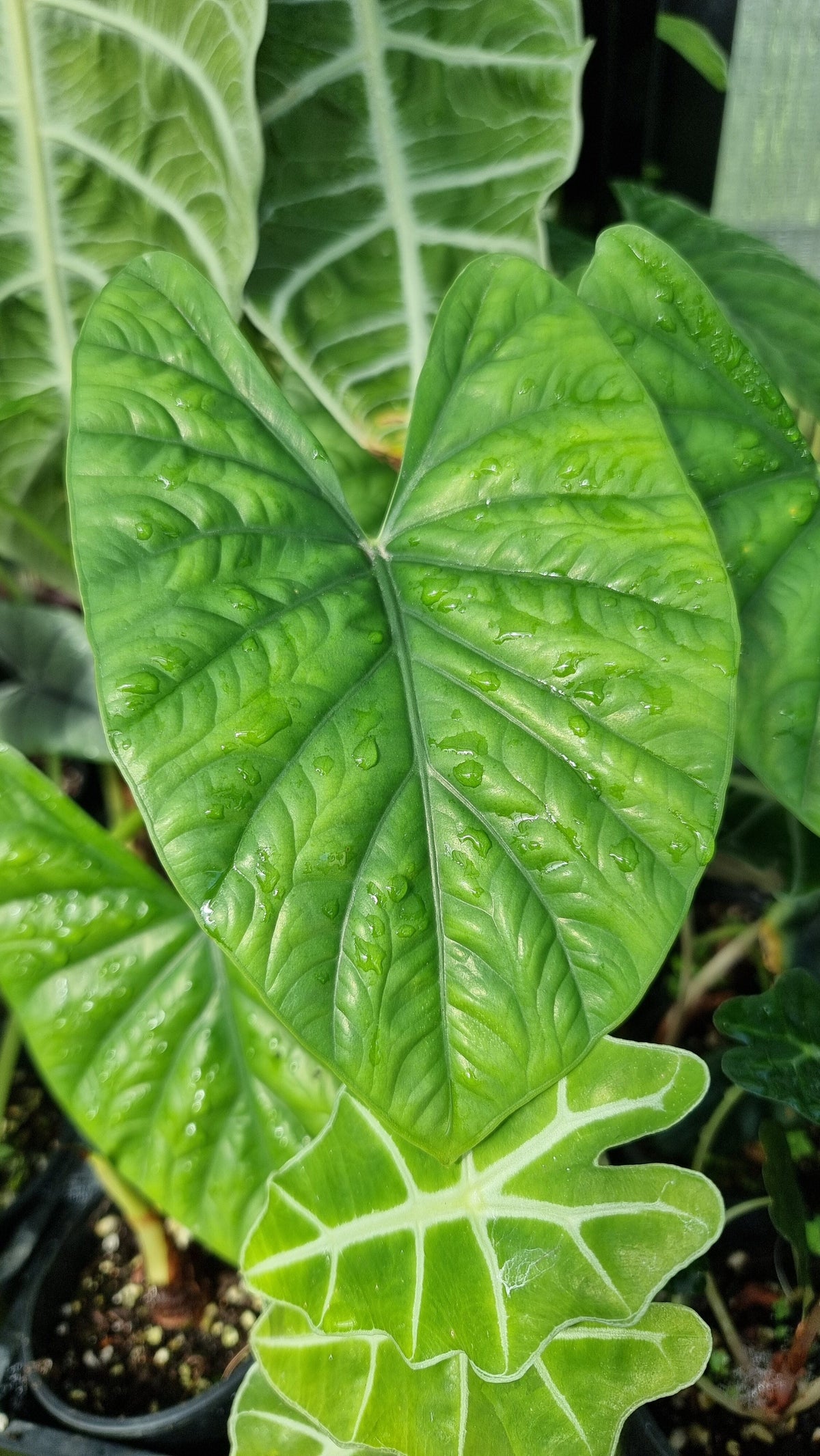 Alocasia hybrid 'Lukiwan' Root'd Plants 