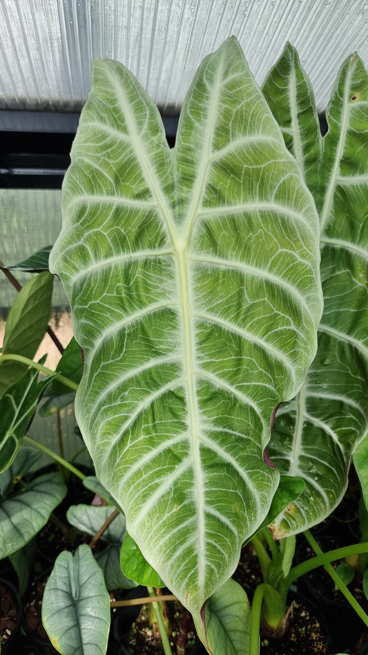 Alocasia longiloba var. Watsoniana - Elephant Ear Plant Root'd Plants 