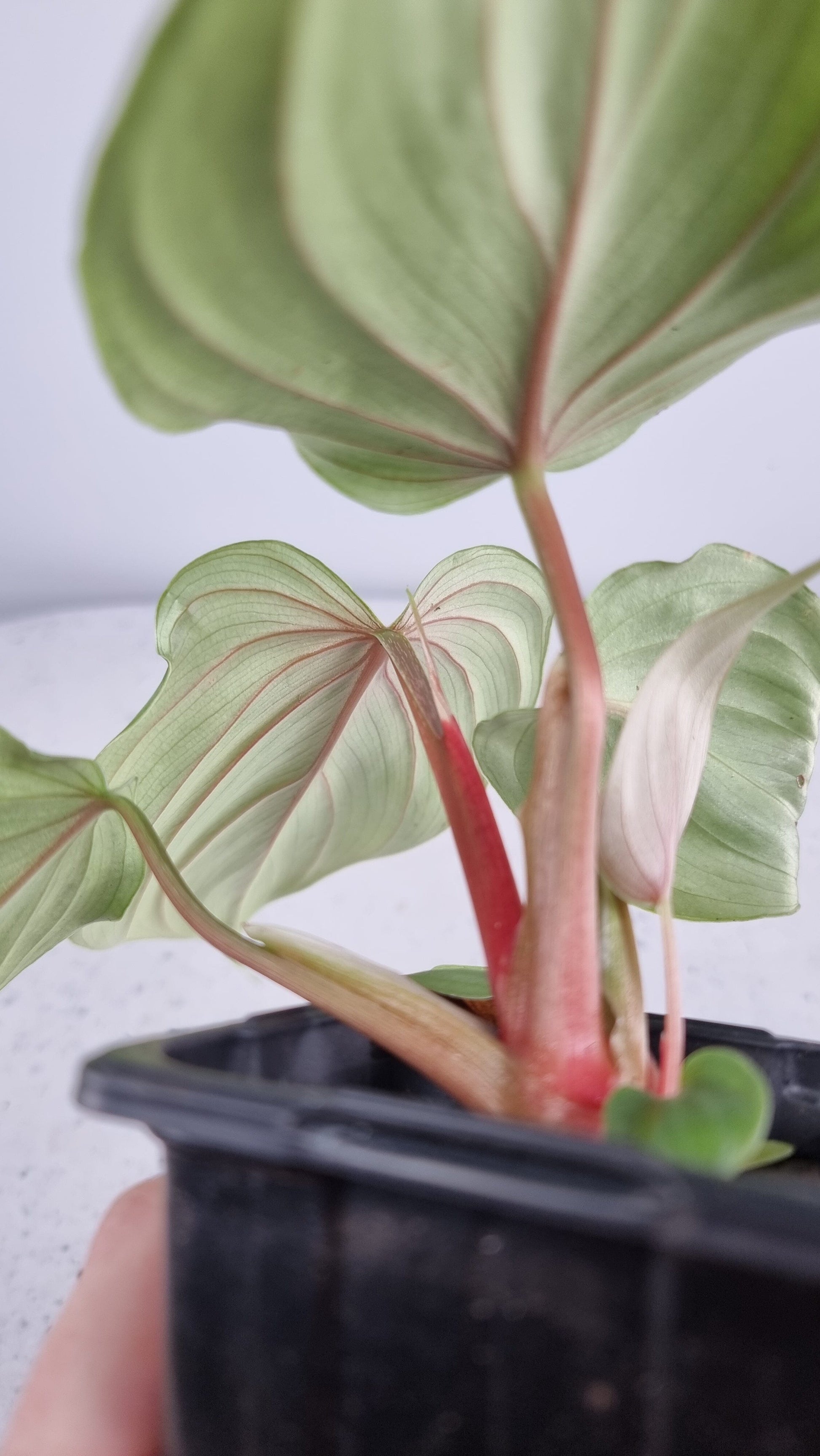 Philodendron sp 'pastazanum silver' Root'd Plants 