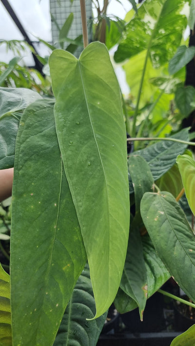 Anthurium panamense - Velvet Leaf Aroid Root'd Plants 